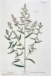 Estragão, 1782