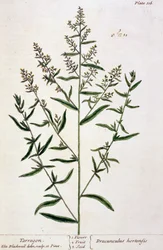 Estragão, prato 116 de &39;A Curious Herbal&39;, publicado em 1782 (gravura a cores)