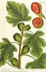 A Figueira, prato 125 de &39;A Curious Herbal&39;, publicado em 1782 (gravura a cores)