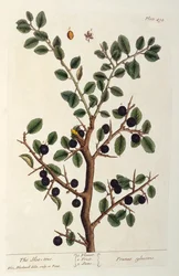 A árvore de Sloe, placa 494 de &39;The Curious Herbal&39;, publicado de 1782 (gravura de cor)