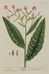 Tabaco, prato 146 de &39;A Curious Herbal&39;, publicado em 1782 (gravura a cores)