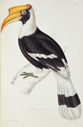 Buceros Cavatus, de &39;Um século de pássaros das montanhas do Himalaia&39;, 1830-1832 por John Gould (1804-81)