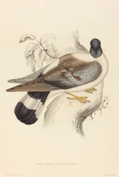 Columba Leuconota (pombo da neve)