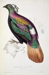 Faisão-monal-dos-Himalaias, de «A Century of Birds from the Himalaya Mountains», 1830-32, por John Gould (1804-41)