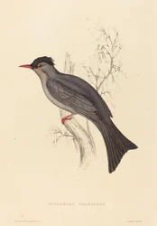 Hypsipetes Psaroides (bulbul-preto)