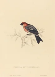 Pyrrhula Erythrocephala (curió ruivo)