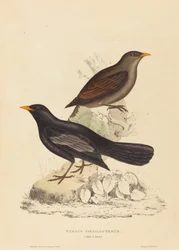 Turdus Poecilopterus (Tordo Asteca)