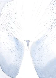 Nossa Senhora alegrou-se quando se separaram na Ascensão, visto que Cristo partiu para ocupar o Seu lugar no Céu, finalmente, para uma grande onda de alegria., 2000 (w - c no papel)
