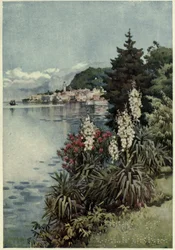 Um grupo de Yuccas, Villa Melzi, Lago di Como, ilustração de 