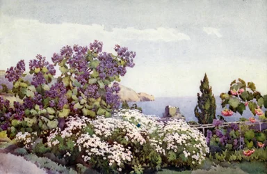 Weigandia e Margaridas (lito a cores)