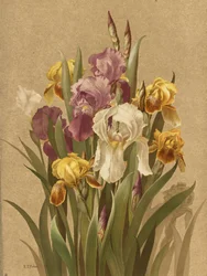 Fleur De Lis, n.º 3