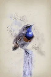 Serena Aquarela: Garganta-azul