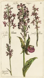 Diferentes variedades de orquídeas européias, Cypripedium calceolus, Cypripedium calceolus, Cypripedium calceolus