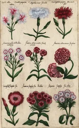 Diferentes variedades de cravo, Dianthus caryophyllus