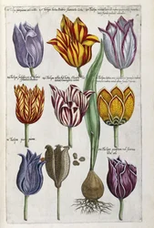 Várias tulipas, 1612-14