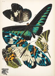 Prato 10, do Butterflies, pub. 1925 (impressão em estêncil)