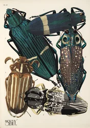 Placa 13 de Insectes, pub. Anos 30 (impressão pochoir)