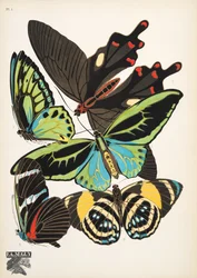 Placa 1, de Papillons, pub. 1925 (pochoir print)