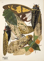 Placa 2 de Insectes, pub. Anos 30 (impressão pochoir)