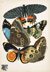 Placa 2, de Butterflies, pub. 1925 (impressão em estêncil)