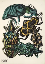 Placa 14 de Insectes, pub. Anos 30 (impressão pochoir)