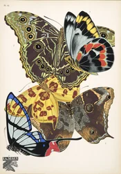 Placa 15, de Papillons, pub. 1925 (pochoir print)