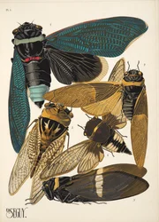 Placa 1 de Insectes, pub. Anos 30 (impressão pochoir)
