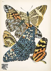 Placa 3, de Butterflies, pub. 1925 (impressão em estêncil)