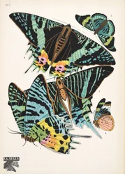 Placa 7, de Papillons, pub. 1925 (pochoir print)
