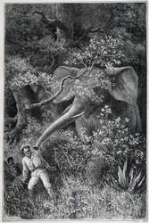 Livingstone surpreendido por um elefante, no "Le Tour du Monde".