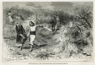 A coleção de massa, uma resina branca de lentis, durante o verão, é a base da fabricação de uma aguardente de anis, desenhada por Emile Bayard, para ilustrar a história "Chio Island" (Turquia Oriental), em 1877, pelo Dr. A. Testevuide. Gravura em Le