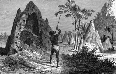Aldeia de térmitas guerreiras (termitiere), África. Gravura de 1897