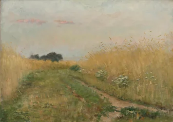 Paisagem de verão - Campo de trigo