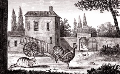 O galo, o gato e o rato, fábula de La Fontaine