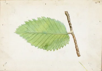 Jagged Leaf Edge Caterpillar, estudo para o livro Concealing Coloration in the Animal Kingdom