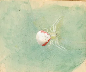 Aranha branca de porcelana