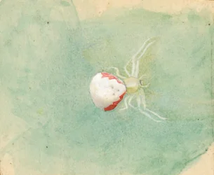 Aranha branca em porcelana, final do século XIX e início do século XX.