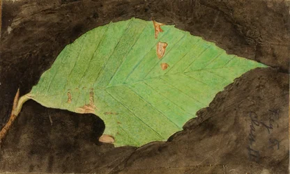 Lagarta da borda da folha da praia com manchas mais pequenas, estudo para o livro Concealing Coloration in the Animal Kingdom
