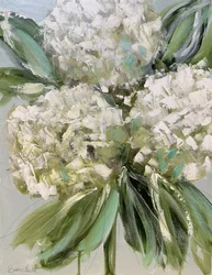 Hortênsias brancas frescas