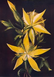 Estrela Ardente, c1915, 1915