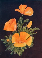 Papoila da Califórnia, c1915, 1915