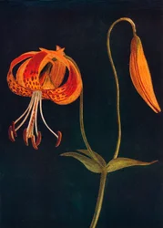Lírio-leopardo, c1915, 1915