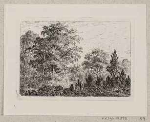 Paisagem da floresta