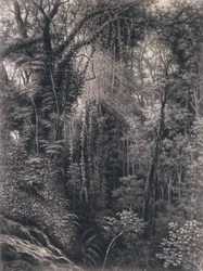 Vista do desfiladeiro acima de Apia, Upolu, Samoa Ocidental, 1877 (carvão sobre papel)