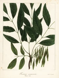 Cinzas americanas, Fraxinus americana (Cinzas brancas, Fraxinus acuminata)