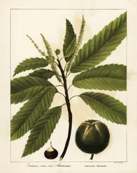 American chestnut, Castanea dentata Castanea vesca var