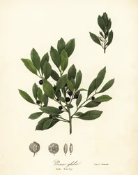 Chá apalachiano, folhas de tintura, sempre verde winterberry, gallberry e inkberry, Ilex glabra