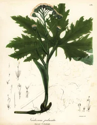 Coltsfoot doce ártico ou butterbur ártico, Petasites frigidus var