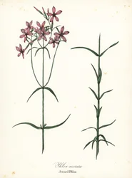 Phlox de toldo, Phlox aristata