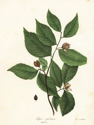 Faia, Fagus sylvatica